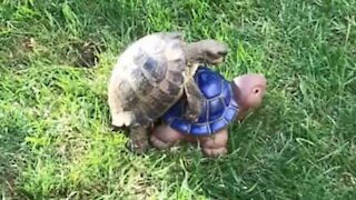 Real turtle tries to mate with clay turtle