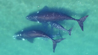 Researchers use drones To weigh whales