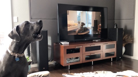 Great Dane howls to video of himself howling on TV