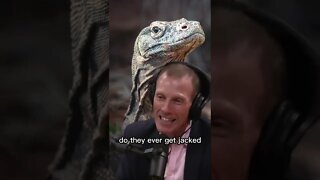 Komodo Dragon Facts - Komodo Island - Jamie Metzl & Joe Rogan