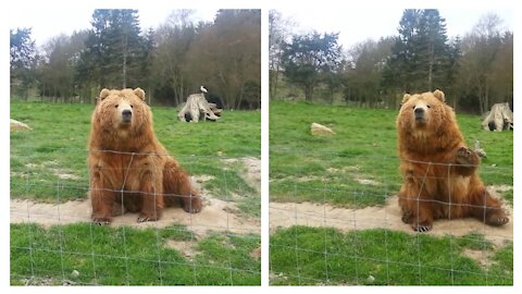 bear waving