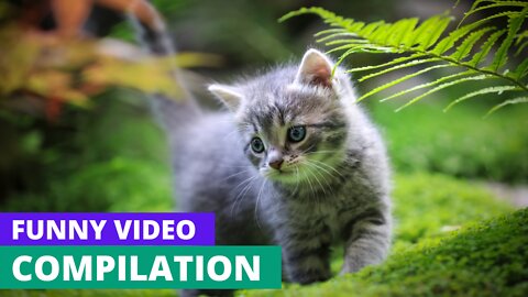 Baby Cats😺 cute and Funny Cats videos compilation 😂😂😂