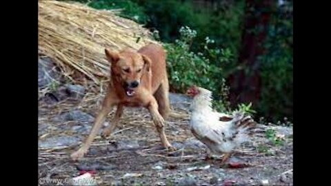 Chicken VS Dog Fight* Funny Dog Fight Videos