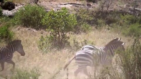 HUNTER BECOMES THE HUNTED | Mother Zebra Save Her Newborn From Lion , Giraffe vs Lion-8