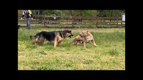 A Pitbull attacked by a German Shepherd