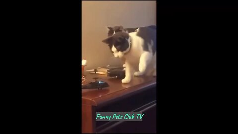 "Animals Gone Wild: Funniest Furry Moments Caught on Camera!"