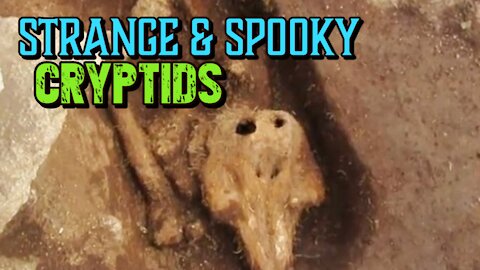 Strange & Spooky Cryptids