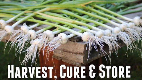 How to Harvest Garlic | When to Pick Garlic | Quick Tips For Harvesting Garlic
