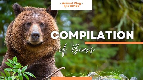 Bear-y Adorable Compilation Videos 🐻🍯🐾 Video Clips of Bear Antics