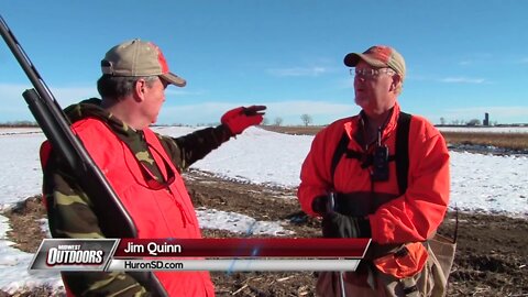 Pheasant Hunting in Huron, South Dakota (100+ Birds)