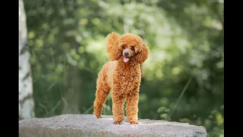 Poodle Pandemonium: Why Poodles Dominate the American Pet Scene 🐩🇺🇸