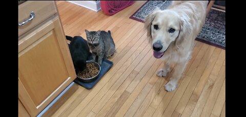 2 cats steal Golden Retriever's food