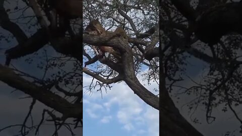 What A Catch! Leopard Saves A Falling Meal #shorts