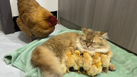 The hen suspects the kitten has stolen the chicks!