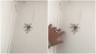 Smarty-pants trying to play with spider gets the fright of his life