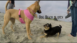 Freedom!..Dog Beach is open