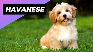 Havanese 🐶 A Great Choice for First-Time Dog Owners #shorts