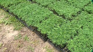 Florida growers hoping to rebound with hemp