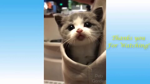 Cute Pets Compilation from #reddit and #tiktok