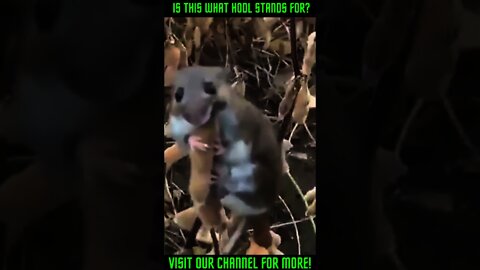 Mouse HODL's from searching Dogs! #Shorts #viral #DogsLookingFor Mouse #MouseHidesFromDogs
