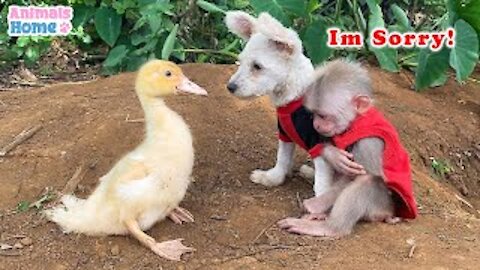 BiBi monkey plays funny with naughty duck and puppy