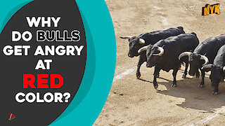 Why do bulls charge at red color?