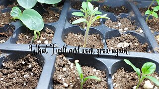 What I will & Won't Grow again #5mustsandneveragains @Wicked Awesome Gardening