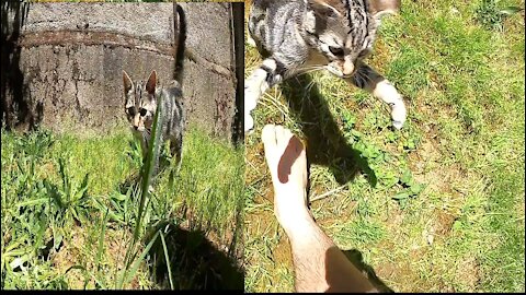 Classic Tabby Cat Playing in Backyard funny 🤣 cat