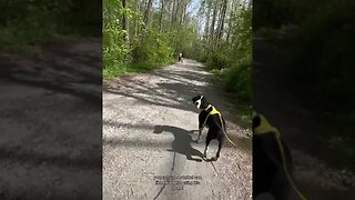 Dogs, Dogvideos, Dogclips, Dogproducts, bestdogproducts, dogowners 37