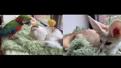 Most adorable friendship of a Macaw with 2 cats & a little fox