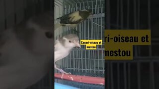 Canari-oiseau et mistou