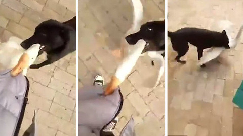 Perro sin hogar defiende a una mujer del ataque de un ganso furioso