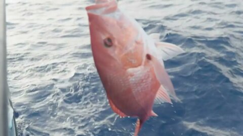 Opening Day of Red Snapper Fishing in Taxes United States