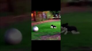 Here Catch.... Oupsss #shorts #dogs #funny #like #subscribe