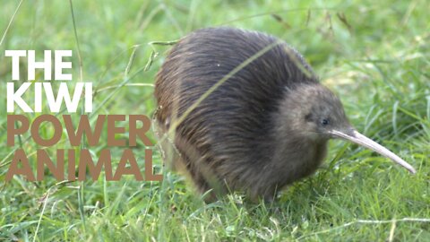 The Kiwi Power Animal