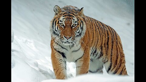 facts about siberian tigers.