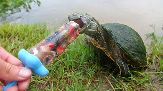 Turtles Love Popsicles!
