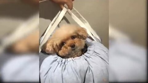 Cute dog, funny dog video.