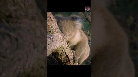 DYK? Koala Facts #shorts #amazingfacts #animals