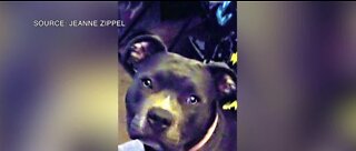 Dog adopted out by 'mistake'