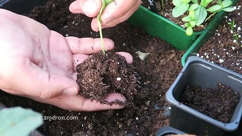 How to Transplant Zinnia seedlings