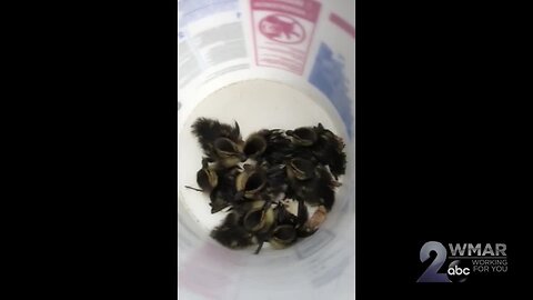 Baby ducklings saved from sewer near Johns Hopkins