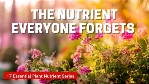 Why Zinc Is Important To Plants. The 17 Essential Plant Nutrients! Ep 16