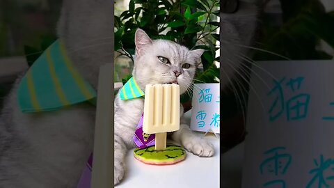 Cat With Icecream 🍨 #funny #reels #cat #cats #funnyvideo #shortvideo #shortsfeed #viral #comedy