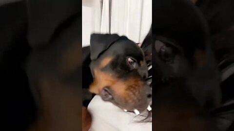 Rottweiler Knows The Baby Is Coming #rottweiler
