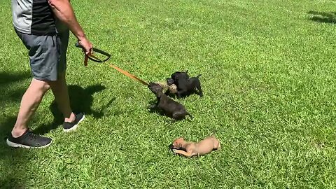 Cobalt x Onyx females at 7 wks tomorrow