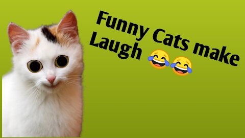 OMG! Funny Cats