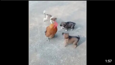 Chicken VS Dog Fight - Funny Dog Fight