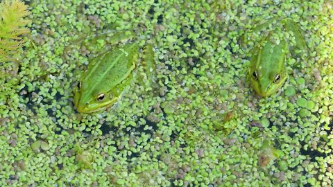 Green toad frog sits on organic texture of lemna minor or duckweed. Grassy aquatic plant. Water cab