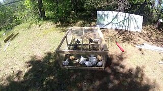 Built Nearly Free Pallet Wood Chicken Tractor